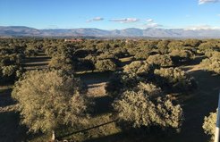 Blick auf das Versuchsgebiet in Majadas, Spanien