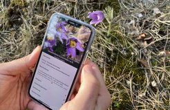 Die App Flora Incognita kann unbekannte Pflanzen bestimmen. Mithilfe der Standortdaten der erfassten Pflanzenarten entstehen außerdem wertvolle Datensätze. Copyright: Jana Wäldchen / MPI-BGC