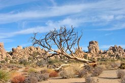 Wüstenlandschaft im Joshua-Tree-Nationalpark, Kalifornien (Copyright Vincent Humphrey, Caltech, USA)