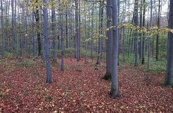 Laubbedeckter Waldboden im Hainich Nationalpark, Thüringen (© Simon Schroeter, MPI-BGC)