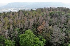 Kiefernsterben in Thüringen in der Nähe von Jena (Hintergrund)