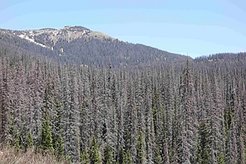 Widespread mortality of Picea engelmanni at Wolf Creek Pass, Colorado