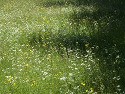The therapeutic experience of a natural meadow in full bloom offers added value as a cultural ecosystem service for various local groups – from residents to the tourism industry.