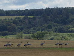 The opportunity for birdwatching – here in the Schorfheide in Brandenburg – is one of a total of 16 ecosystem services that were examined as part of the study.