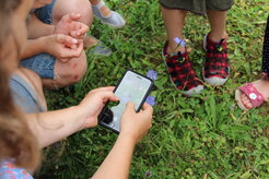 Pflanzenbestimmung mit der Flora Incognita App