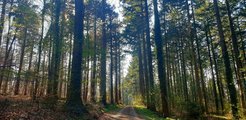Wälder können in ihrer Biomasse große Mengen Kohlenstoff speichern und damit die Wirkung von Treibhausgasen abschwächen.