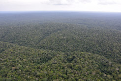 Blick auf den Amazonas, der größte tropische Regenwald auf der Erde. Er spielt eine Schlüsselrolle in der Stabilierung des Klimas.