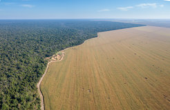 Luftaufnahme von Ackerland, das an Regenwald grenzt