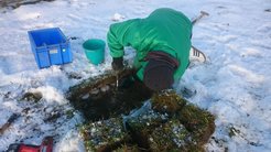 Eingraben der Mineralienbehälter im Grünland.