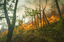 Waldbrände vernichten immer wieder ganze Landstriche. Durch zunehmende Hitzewellen und Dürren werden sie verheerender und treten in Regionen auf, die historisch nicht von natürlichen Feuer-Zyklen geprägt sind.