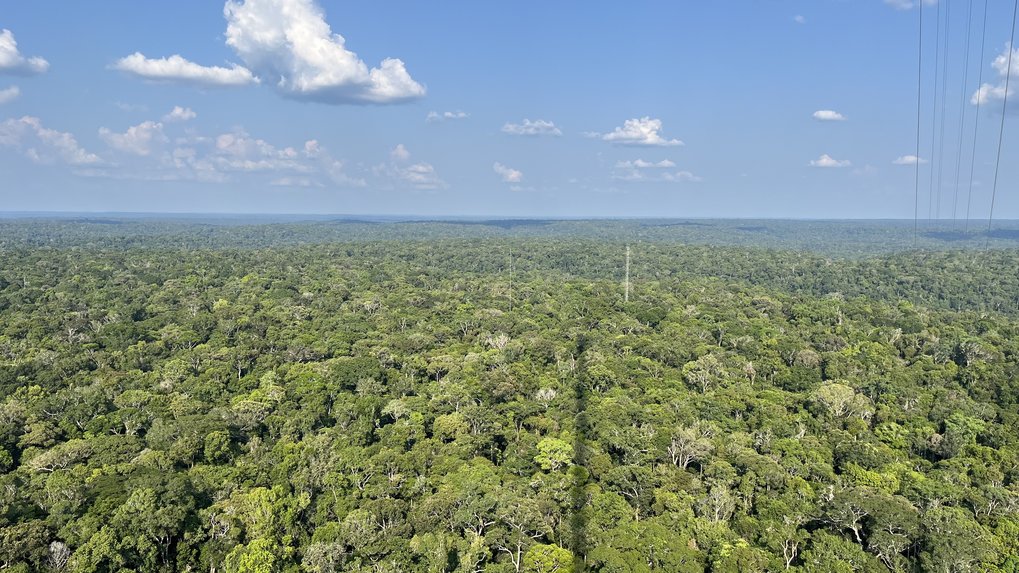 View from the large 300 metre ATTO tower (Amazonian Tall Tower Observatory), which casts a long shadow, over to the so-called instant tower, which is about 80 metres high, and the tripod mast next to it. Green rainforest in every imaginable shade of green as far as the horizon, with a few dead trees in between. A few white clouds drift across the blue sky and cast shadows here and there on the jungle, which from this height is somewhat reminiscent of broccoli. 
