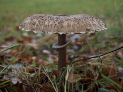 Ein großer Pilz mit brauner, schuppiger Kappe und dunklem Stiel, steht in einer Wiese mit herbstlichem Laub und Grasstängeln.