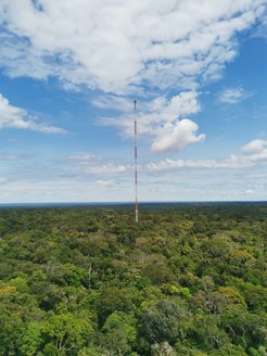 Hoher Turm ragt aus dichtem Dschungel in den blauen Himmel.