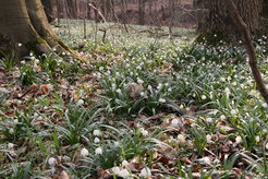 Snowflakes in the Isserstedt forest