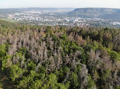 Mischwald mit grünem und abgestorbenen Bäumen, im Hintergrund eine Stadt und Hügel.