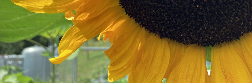 Sunflower from C3 Field Sunflower close-up (cropped image)