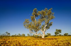 A solitary eucalyptus tree located in a vast grassy field, under a clear blue sky, with sparse other vegetation visible in the distance.