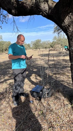 Download the dendrometer data in Majadas del Tietar (Spain)