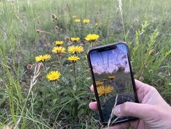 Eine Hand hält ein Smartphone, das eine Wiese mit gelben Blumen fotografiert. Die Blumen sind sowohl in der Umgebung als auch auf dem Display des Smartphones zu sehen.