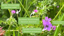 Drei sehr ähnlich aussehende Storchschnabel-Arten wachsen direkt nebeneinander, jeweils markiert: Weicher Storchschnabel (Geranium molle), Geschlitzter Storchschnabel (Geranium dissectum), Pyrenäen-Storchschnabel (Geranium pyrenaicum).