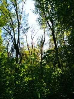 Eine dichte Ansammlung von Bäumen mit üppigem grünem Laub, durch das das Sonnenlicht filtert, vor einem klaren blauen Himmel. Im Zentrum sind einige Bäume sind kahl und ragen hoch empor.