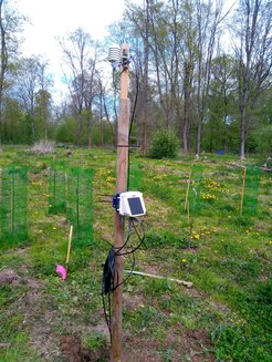 Eine Klimastation ist an einem Holzpfahl befestigt. Sie befindet sich in einer grünen Wiese mit blühendem Löwenzahn. Im Hintergrund ist ein dichter Wald mit hohen Bäumen sichtbar. Kabel verlaufen entlang des Pfahls.