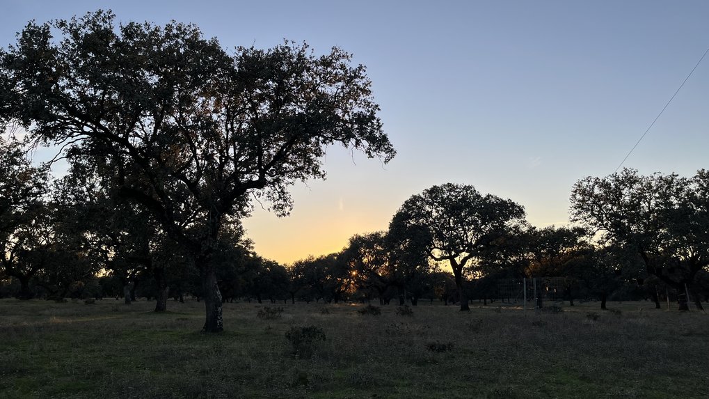 Holm oak grove at sunset. Black silhouettes of trees against a blue-yellow sky.
