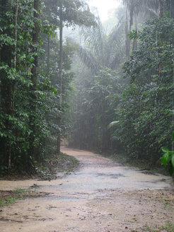 A muddy path meanders through a dense rainforest under heavy rain, surrounded by towering trees and thick green foliage.