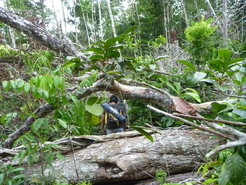 Windthrow in the Amazon