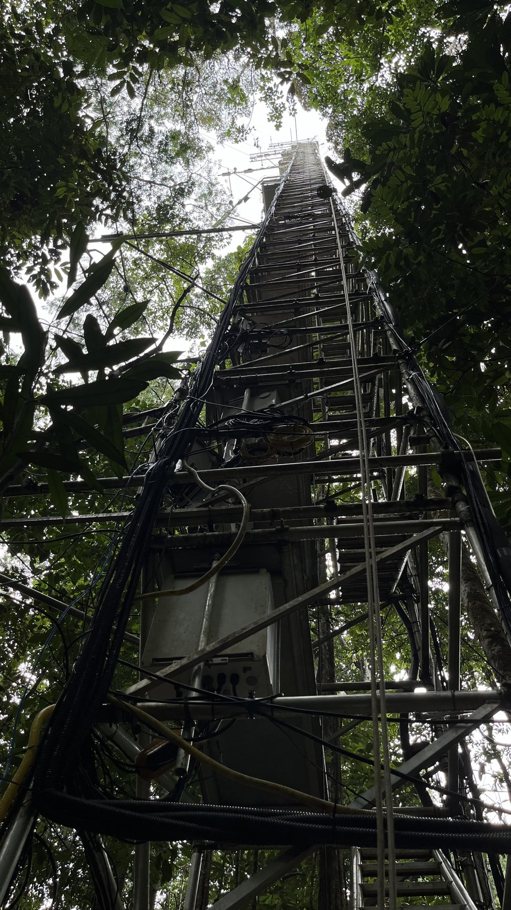Gerüstturm mitten im brasilianschen Dschungel umgeben von Regenwald. Blick durhc Kroenendach dem zum Himmel entgegenstrebenden Turm entlang.