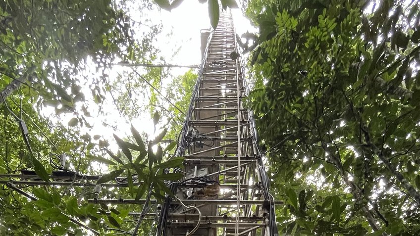 Instant Turm am Standort des ATTO Projekts -São Sebastião do Uatumã (Brasilien) An 80-meter-high trellis tower in the Brazilian jungle. View from below to the sky, with many plants and trees surrounding the tower.
