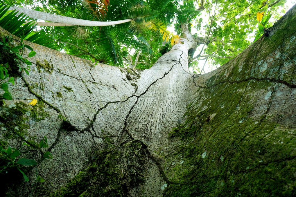 View from the forest floor up to the top of the samaumeira tree. The tree can reach up to 60 meters.
