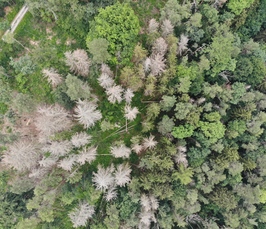 Lebe wohl, du schöner Wald? │Deutscher Wald im Klimawandel zwischen Wunsch und Wirklichkeit