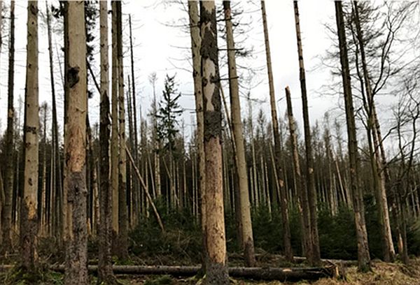 Abetos infestados e mortos por escaravelhos na região de Triglav, Eslovênia, 2020. (Foto: Henrik Hartmann)